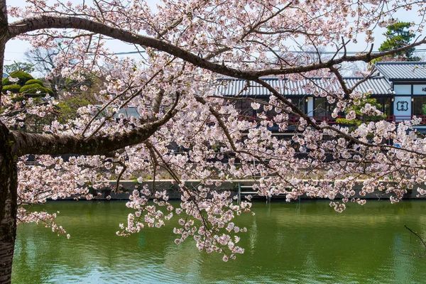 Ağaç Dallarında Güzel Kiraz Çiçekleri — Stok fotoğraf