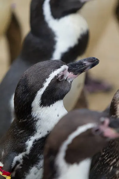 Χαριτωμένοι Πιγκουίνοι Στο Ζωολογικό Κήπο — Φωτογραφία Αρχείου