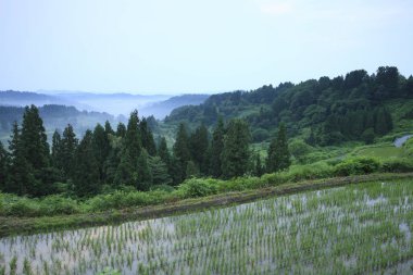 Dağların manzarası ve sabah sisli pirinç tarlaları.. 