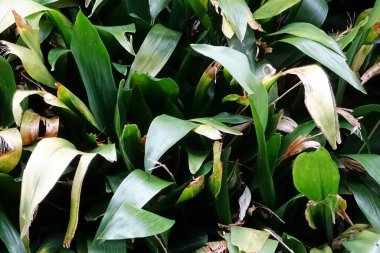 Bahçede yetişen güzel bitkilerin yeşil yapraklarının yakın görüntüsü 