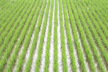Yeşil çeltik pirinç alan