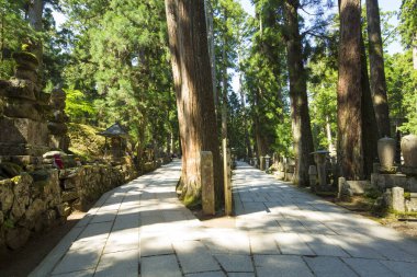 Güzel yaz ağaçları ve parktaki yapraklar 