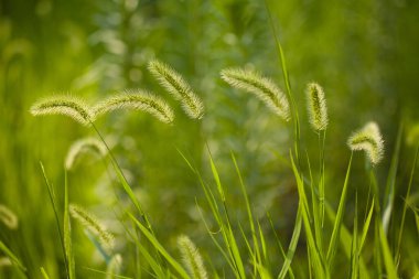 Yaz çayırlarında yeşil çimenler, doğa arka planı. 