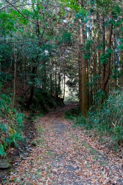 Sonbahar parkındaki ormanda patika.