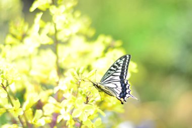 sarı çiçekler üzerinde güzel kelebek yakın çekim görünümü       