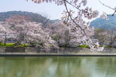 Ağaç dallarında güzel kiraz çiçekleri