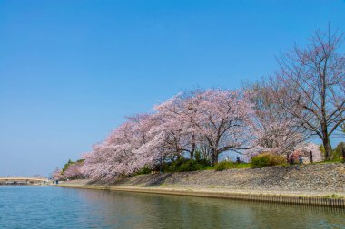 Japonya ağaçlarda kiraz çiçeği