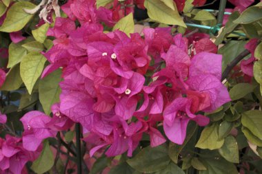 Bahçedeki güzel pembe çiçekler