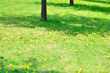 Sarı Çiçekler ile Yeşil Çim Arka Plan