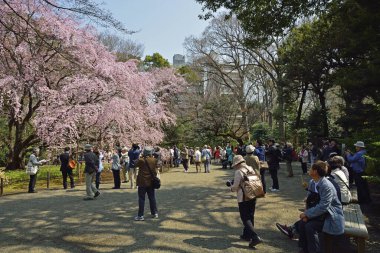 Turistler vişne bahçesini ziyaret ediyor. Tokyo parkında kiraz bahçesi.  