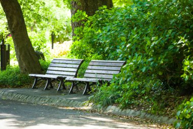 Parktaki ahşap banklar 