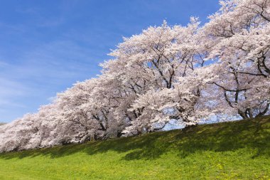 Bahçede güzel kiraz çiçekleri, Japonya