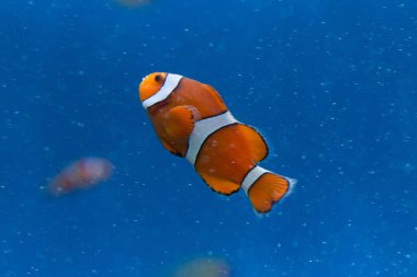 Güzel egzotik balıkların olduğu tropikal bir denizin sualtı manzarası.          