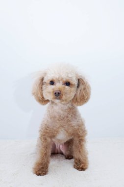 Şirin bir köpeğin portresi, küçük bir köpeğin yakın çekimi.