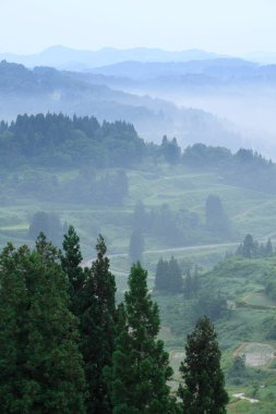 Dağların manzarası ve sabah sisli pirinç tarlaları.. 