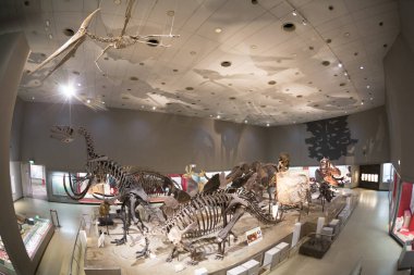 Osaka Doğal Tarih Müzesi 'nin içinde.