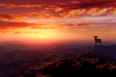 Ram gün batımında dağlarda duruyor.