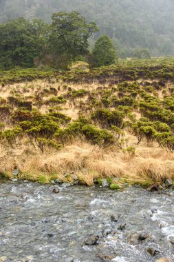 Tropikal ormandaki güzel dağ deresi           