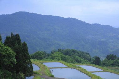 Dağlarda pirinç tarlası