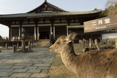 Japonya, Nara 'da tapınağın yakınında sevimli bir geyik.