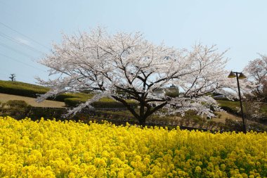 Bahçede güzel bahar çiçekleri