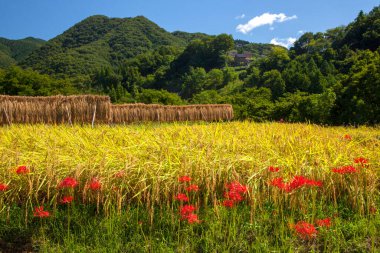Arkasında bir dağ olan güzel bir manzara.