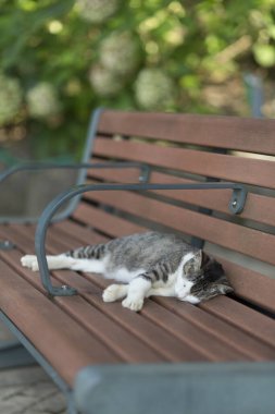 Gri kedi parktaki ahşap bankta yatıyor.