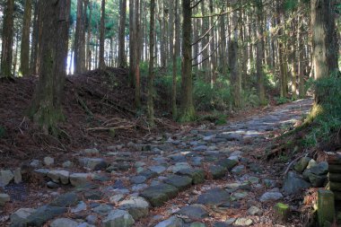 Eski taş yolu olan ormanın güzel manzarası     