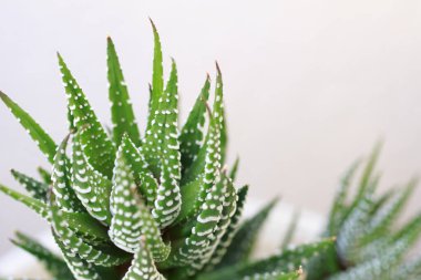 Aloe vera bitkisine yakın çekim