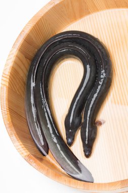 Tahta kasede yüzen iki yılan balığı.