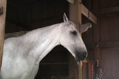 Ahırdaki beyaz atın portresi