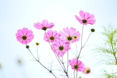 Bahçedeki güzel kozmos çiçeklerinin yakın plan görüntüsü            