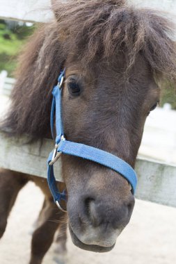 Çiftlikteki güzel bir atın portresini kapat.