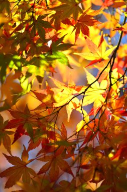 Kırmızı akçaağaç yaprakları sonbahar mevsiminde