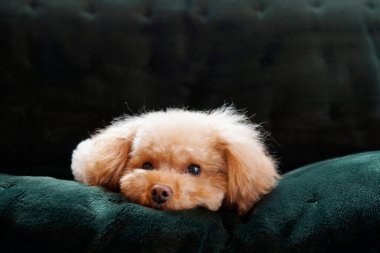 Kanepede yatan sevimli köpeğin yakın plan portresi.