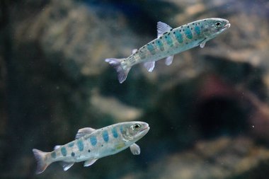 Akvaryum suyunda yüzen balıkların yakın çekim görüntüsü          