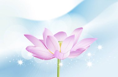 Açık arkaplanda güzel pembe nilüfer çiçeği.                        