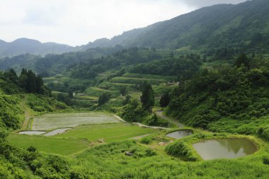 Dağlardaki yeşil pirinç tarlaları 