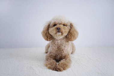 Beyaz arka planda izole edilmiş şirin köpeğin yakın plan fotoğrafı. 