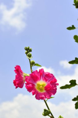 Yaz çiçeklerinin gündüz manzarası