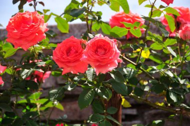 Bahçedeki pembe çiçekler