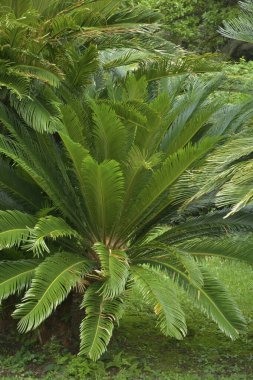 Palmiye yaprakları, bitki örtüsü ve doğa