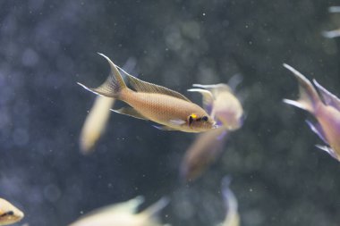Akvaryumda suyun altında yüzen güzel balıkların yakın görüntüsü.                    