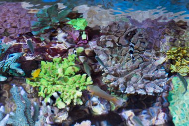 Balıkların ve yosunların güzel sualtı dünyası