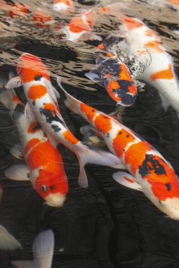 koi carps gölde yüzmek.         