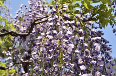 Güneşli bir günde çiçek açan salkımlar.