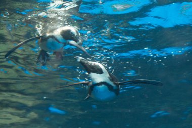 Havuzda yüzen sevimli penguenler