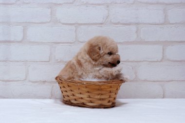 Şirin bir köpeğin portresi, küçük bir köpeğin yakın çekimi.