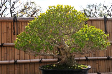 Bonsai tarzında minyatür saksı ağacı.