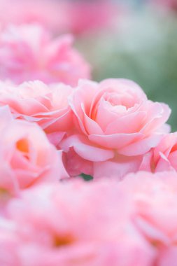 Bahçede açan güzel pembe çiçekler, yakın plan.    